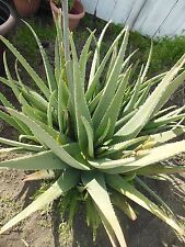 ALOE VERA 6 FOLHAS FRESCAS -6 pol. Longo- 1/2- grosso*Barbadensis Miller*Frete grátis. comprar usado  Enviando para Brazil