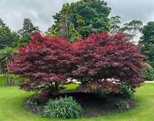 Acer palmatum atropurpureum gebraucht kaufen  Eslohe