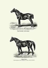 Pferd bilder anglo gebraucht kaufen  Grabenstätt