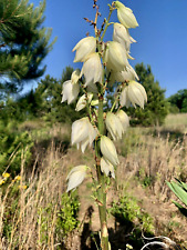 Yucca starter plants for sale  Tatum