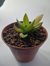 Aloe black gem usato  Urbisaglia