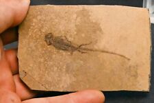 Salamandre fossile apateon d'occasion  Forcalquier