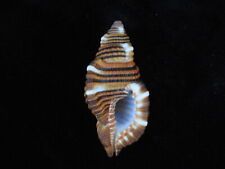 Sea shell Cymatium hepaticum 48.4mm ID#6233 for sale  Shipping to South Africa