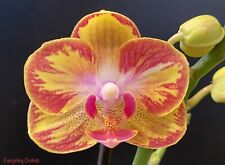 Phalaenopsis Chiada Francis ‘Picotee’ (2 Spikes, 3.5” pot) for sale  Sugar Land