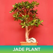 Jade plant succulent for sale  Belmont
