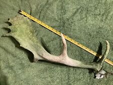 Deer antler. fallow for sale  BOGNOR REGIS