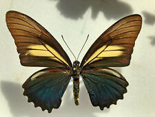 Papilionidae BATTUS CRASSUS ssp.LEPIDUS****** female Nr. 2 ******ECUADOR for sale  Shipping to South Africa