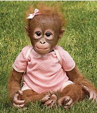 orangutan monkey for sale  Auburn
