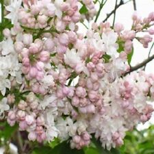 Lilac syringa beauty for sale  MARCH