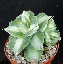 Agave isthmensis ohi for sale  EASTBOURNE