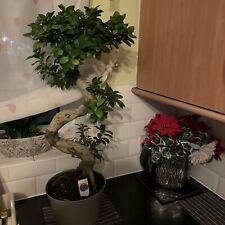 Large indoor bonsai for sale  DERBY