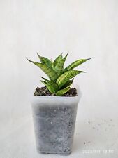 Used, Sansevieria Gabriella Variegated FREE Phytosanitary C for sale  Shipping to South Africa