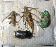 Cerambycidae-Dynastidae-Curculionidae mix  4 piece**** Sta.Catarina, Brasil for sale  Shipping to South Africa