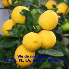 trees young lemon for sale  Vero Beach