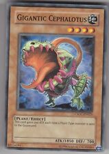 Used, YU-GI-OH Gigantic Cephalotus Common English CSOC-EN025 Giant Dwarf Pitcher for sale  Shipping to South Africa