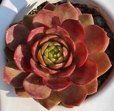 Sempervivum sky rockoon gebraucht kaufen  Selters