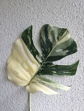 Used, Monstera Deliciosa Variegata, Monstera Variegata with great panash rare for sale  Shipping to South Africa