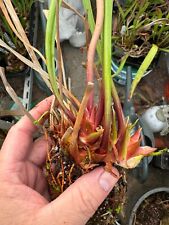 Sarracenia leucophylla tarnok for sale  RUGBY