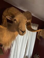 Ram head mount for sale  Pittsburgh
