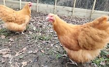 Buff orpington hatching for sale  CALLINGTON