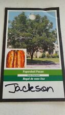 Jackson papershell pecan for sale  Ben Wheeler