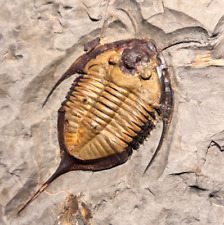 Fóssil Trilobita Megistaspis lindamente preservado - Área de Zagora, Marrocos comprar usado  Enviando para Brazil