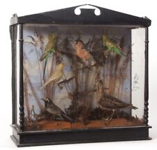 Antique taxidermy case for sale  KINGSWINFORD