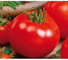 Tomato campbell 50 for sale  SALISBURY