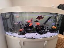 Mixed cichlids for sale  LONDON