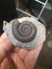 Dactylioceras ammonite whitby for sale  Shipping to Ireland