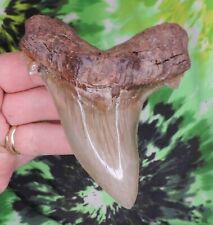 Angustidens Sharks Tooth 4 1/4" inch BEAUTY fossil sharks teeth tooth, used for sale  Shipping to South Africa