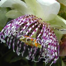 Rare passiflora sidifolia for sale  San Francisco