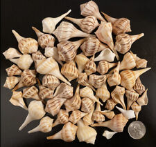 Small lightning whelks for sale  Cape Coral