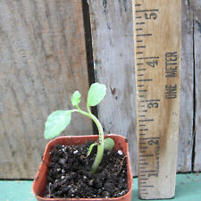 Dorstenia hildebrandtii - Awesome - Funky!, used for sale  Shipping to South Africa