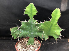 Euphorbia grandialata vivaio usato  Massafra