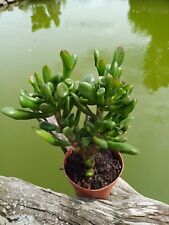 Crassula vata gollum gebraucht kaufen  München