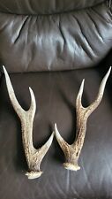 Inch irish deer for sale  Ireland