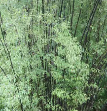 Black bamboo cane for sale  UK