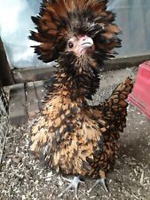 Pure polish bantam for sale  SELBY
