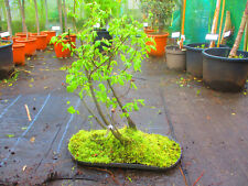 Hornbeam bonsai tree for sale  OXFORD