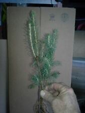 Look norway spruce for sale  Patton