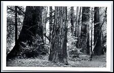 Postcard redwoods muir for sale  Pepperell