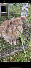 Rabbit hutch rabbit for sale  Ireland