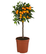 Kumquat zitruspflanze essbaren gebraucht kaufen  Rain