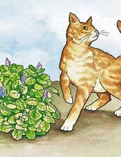 Coleus Canina Scardey Cat and Dog Repellent Garden Plants 3 x Large 11cm pots. for sale  DUDLEY