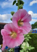 Samen stockrosen rosa gebraucht kaufen  Fredersdorf-Vogelsdorf