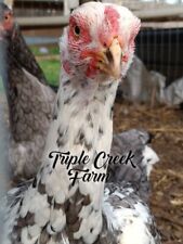 gamefowl chicken for sale  Stantonsburg