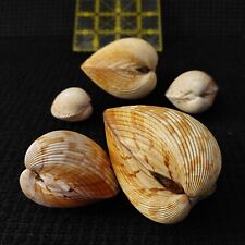 cockle shells 1 for sale  Sarasota