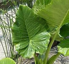 Alocasia macrorrhhiza orecchia usato  Maddaloni