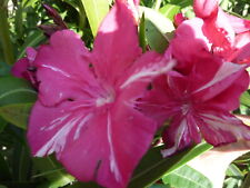 Oleander cuttings giant for sale  Shipping to Ireland